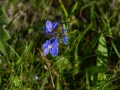 _MG_3640